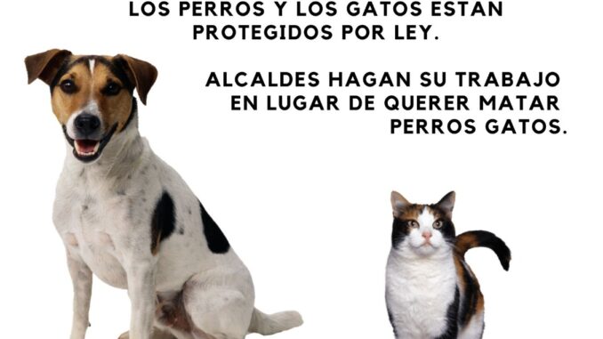 MASCOTA