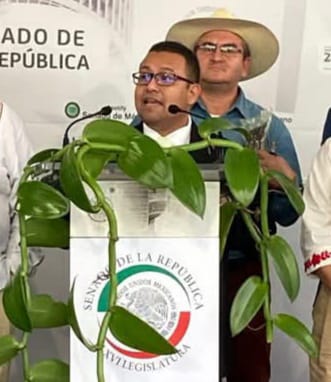 ORQUIDEA